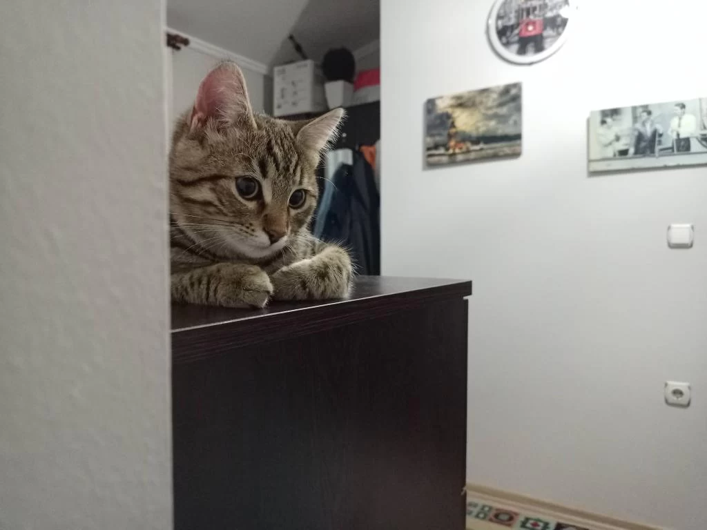Fıstık Uysal Zeki Tekir Kedimiz