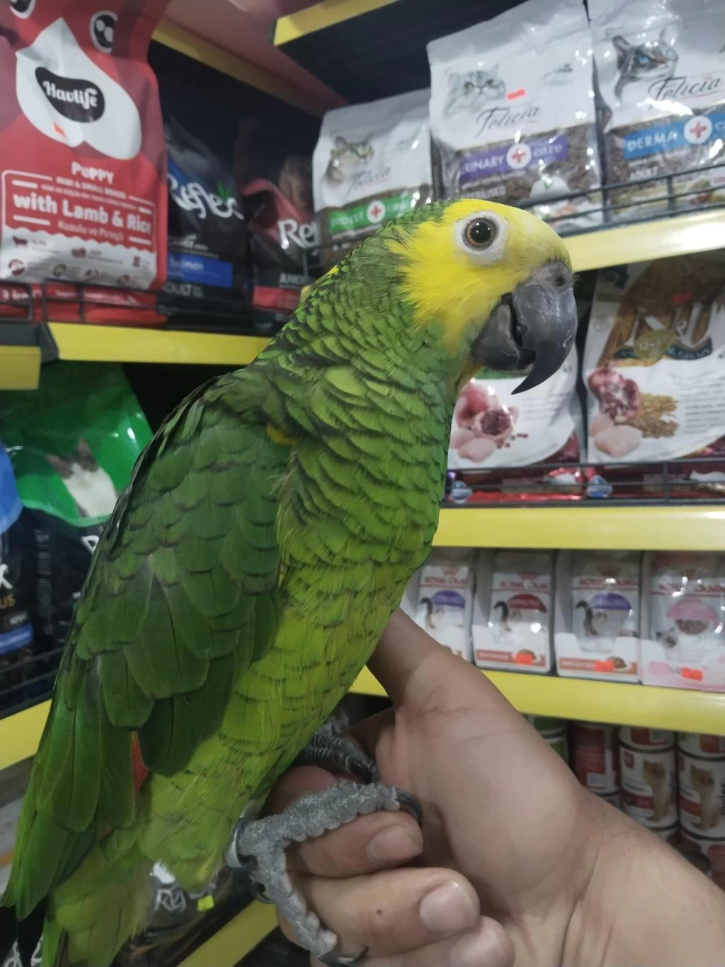 Full Evcil Konuşan Oyun Hamuru Gibi Amazon Papağanı Koko
