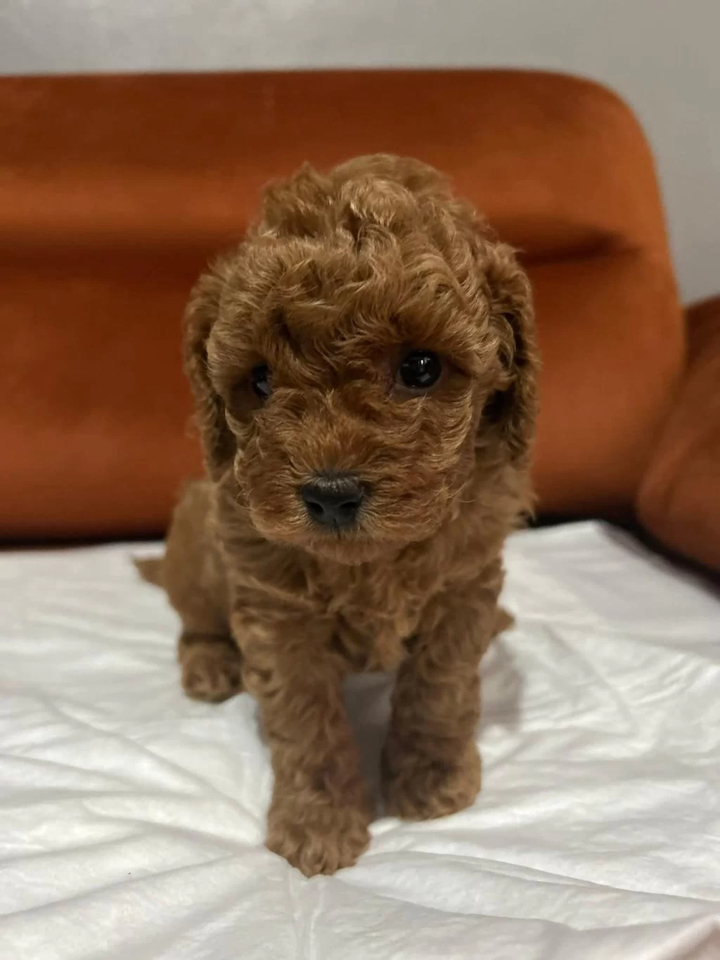 Toy Poodle Yavru Köpekler
