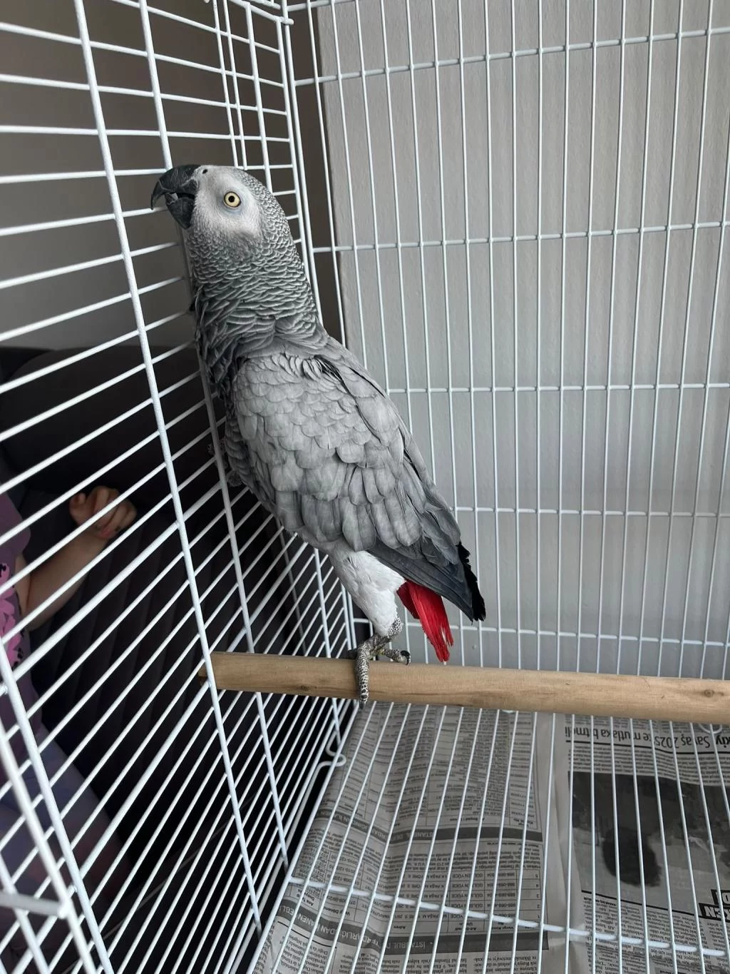 Full Evcil Jako Papağanım İlgilenen Yazabilir