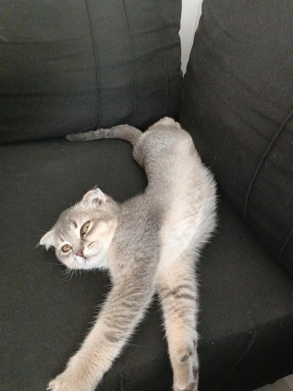 Scottish Fold Kedim 4 Aylık Sahibini Arıyor