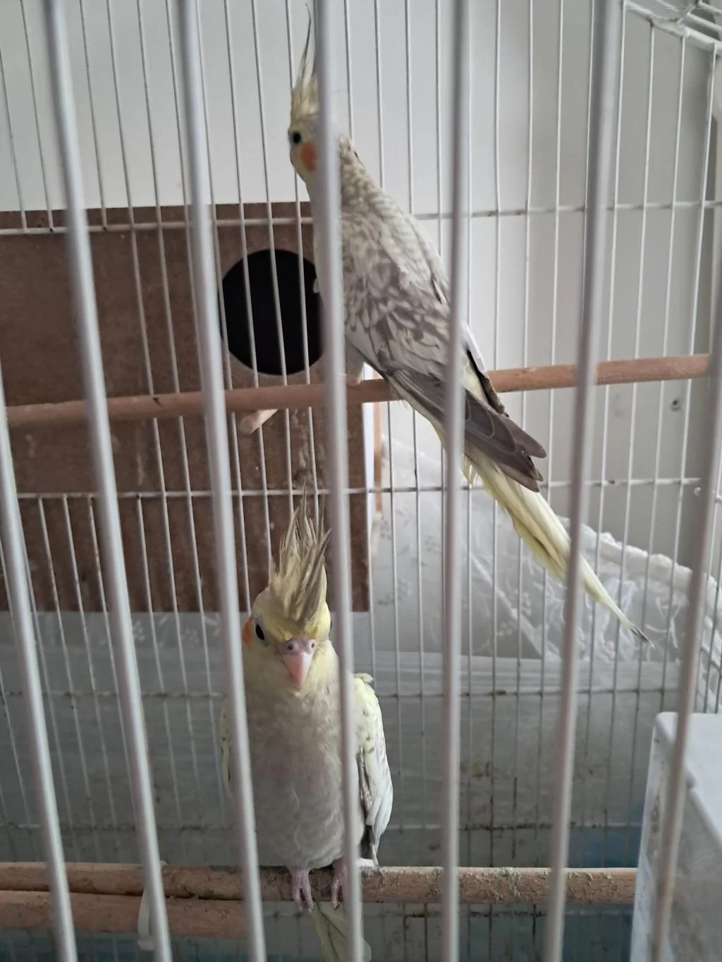 4 Aylık Mükemmel Renk Pearl Sultan Papağanı Yavrular