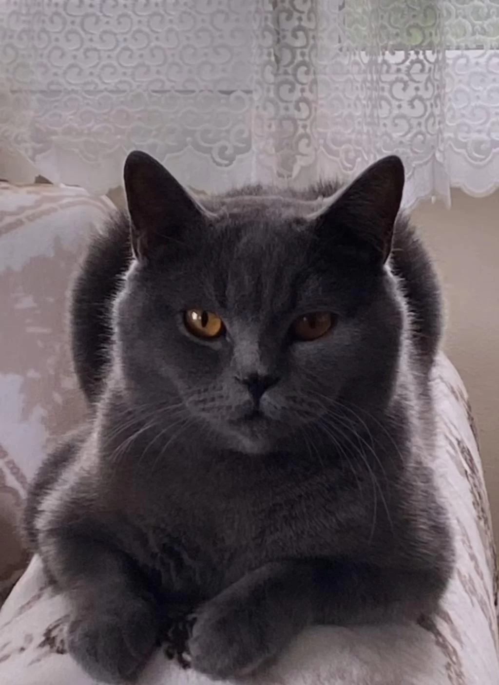 British Shorthair Kedim