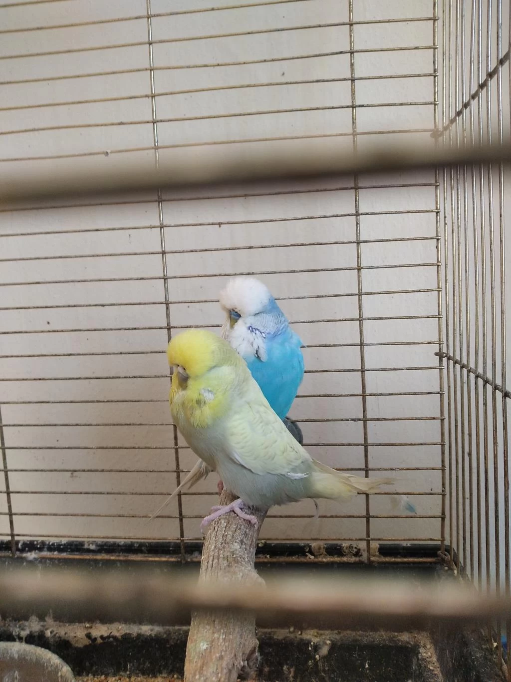 Yavru Yapan Jumbo Muhabbet Kuşlar