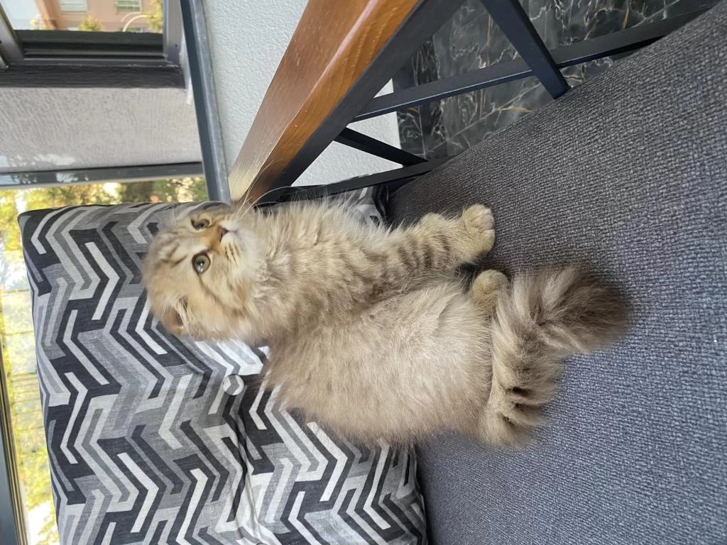 3 Aylık Dişi Scottish Fold