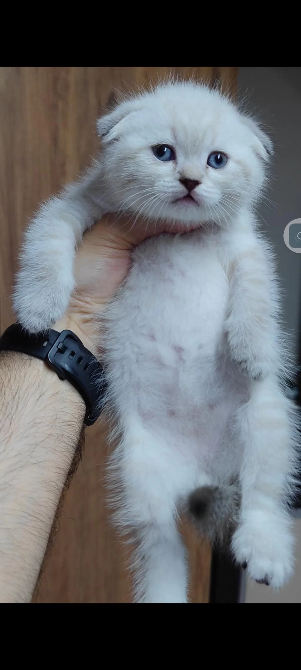 Scottish Fold Kedisi