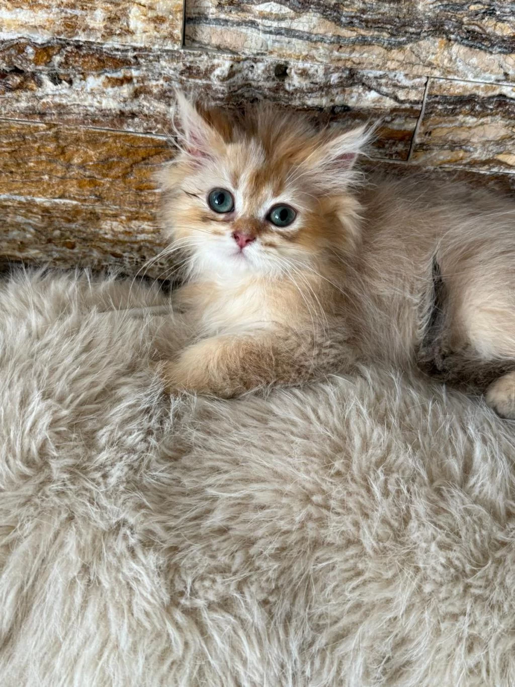 British Longhair Kedisi