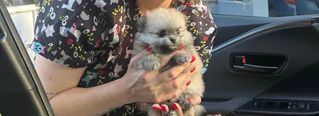 Kendi Köpeklerimin Pomeranian Yavruları