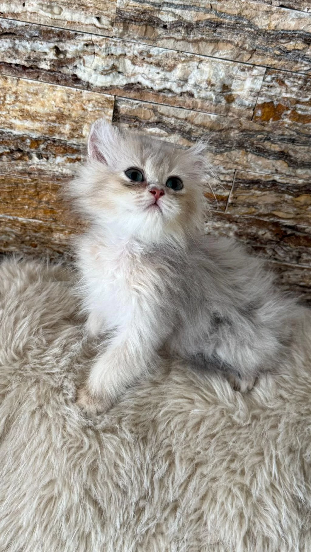 British Longhair Kedimiz