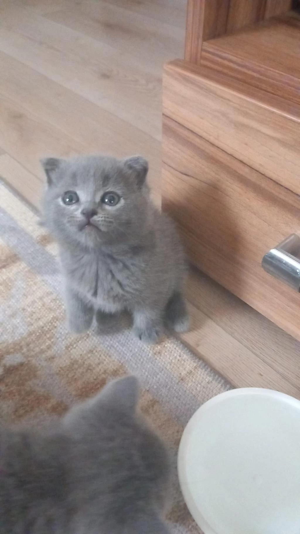 Scottish Fold Ve British Yavrular