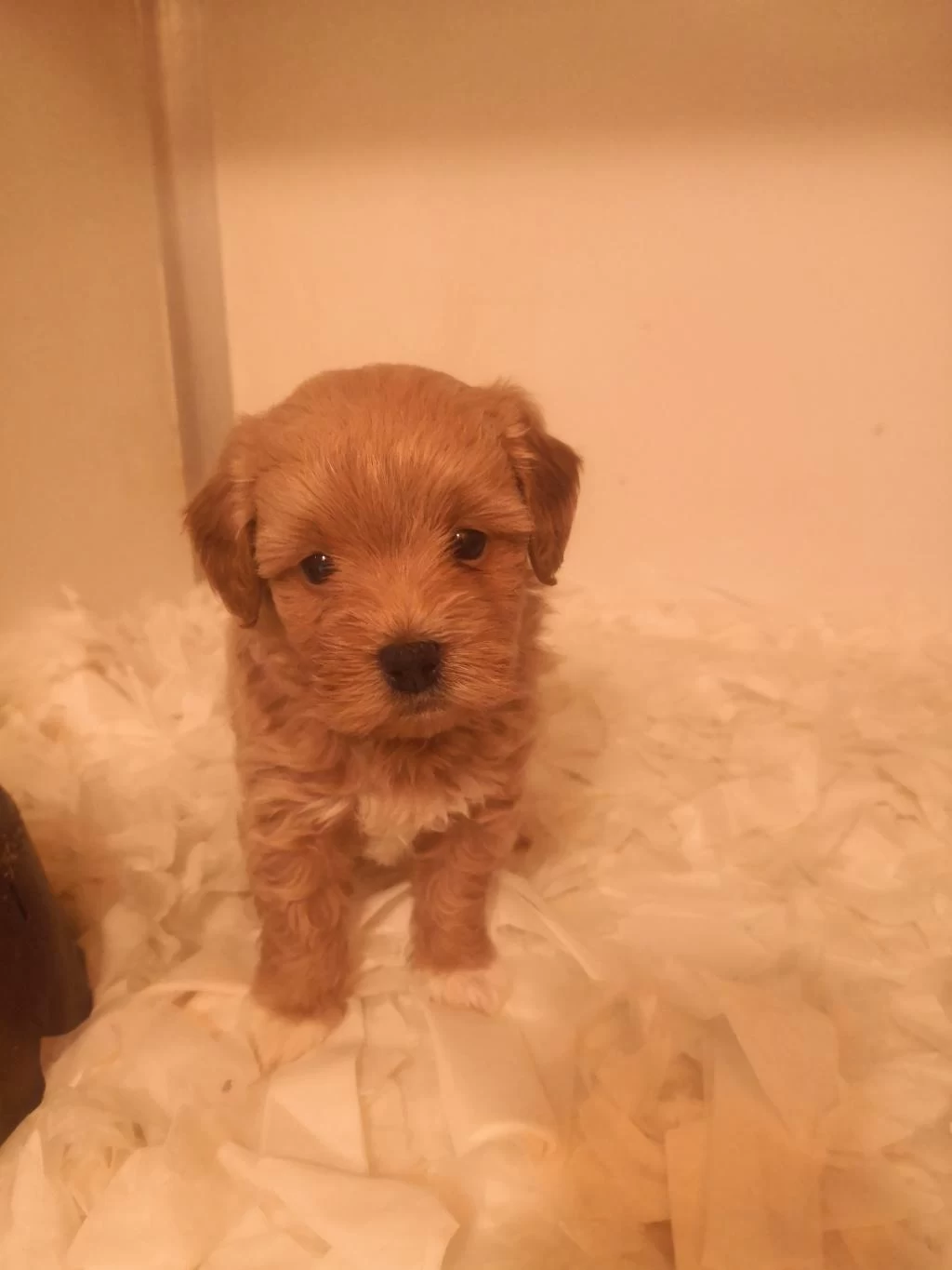 Ev Üretimi A Kalite Maltipoo Yavrularımız