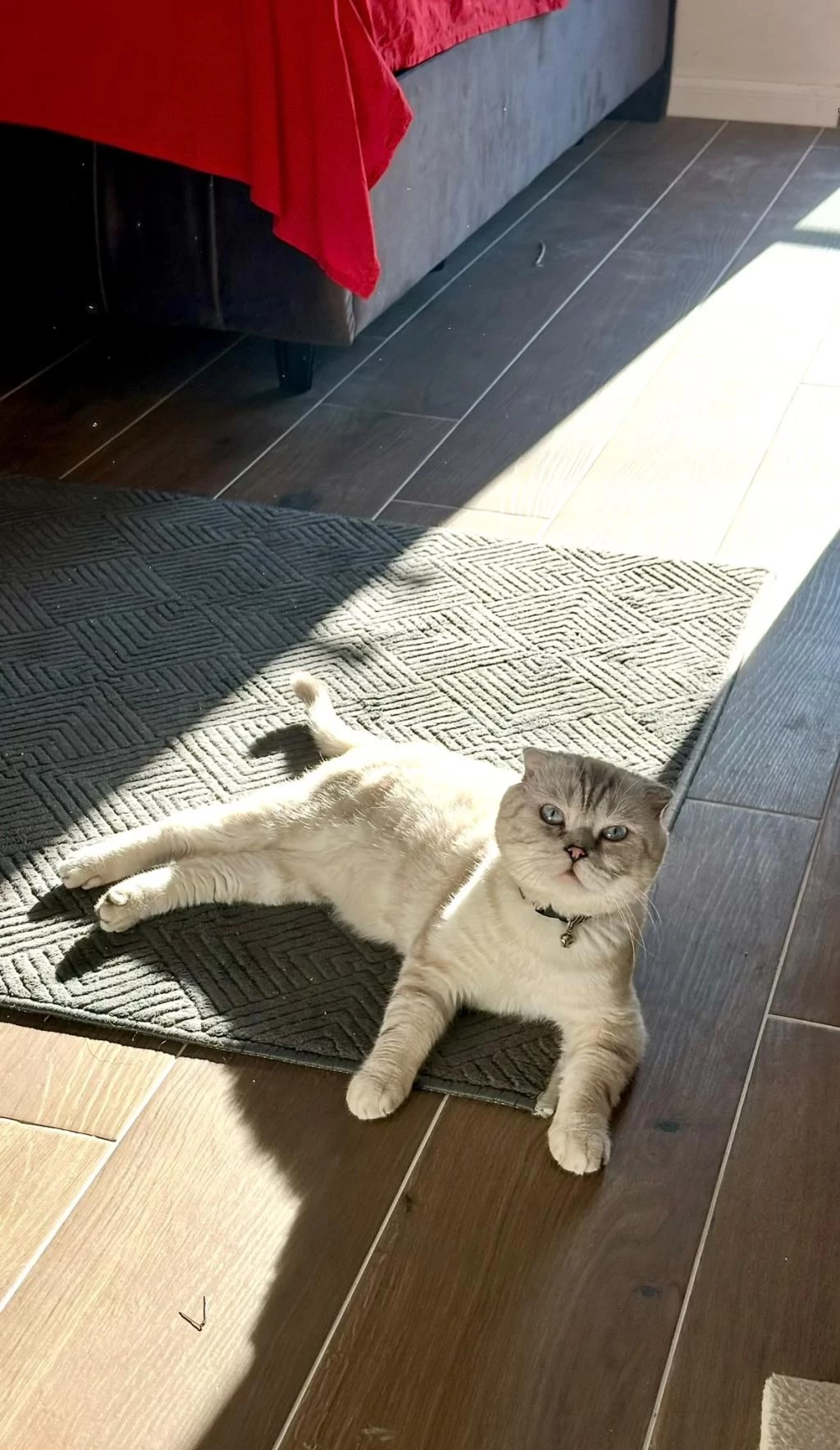 1 Yaşindaki Scottish Fold Oğlumu Sahiplendirmek İstiyorum