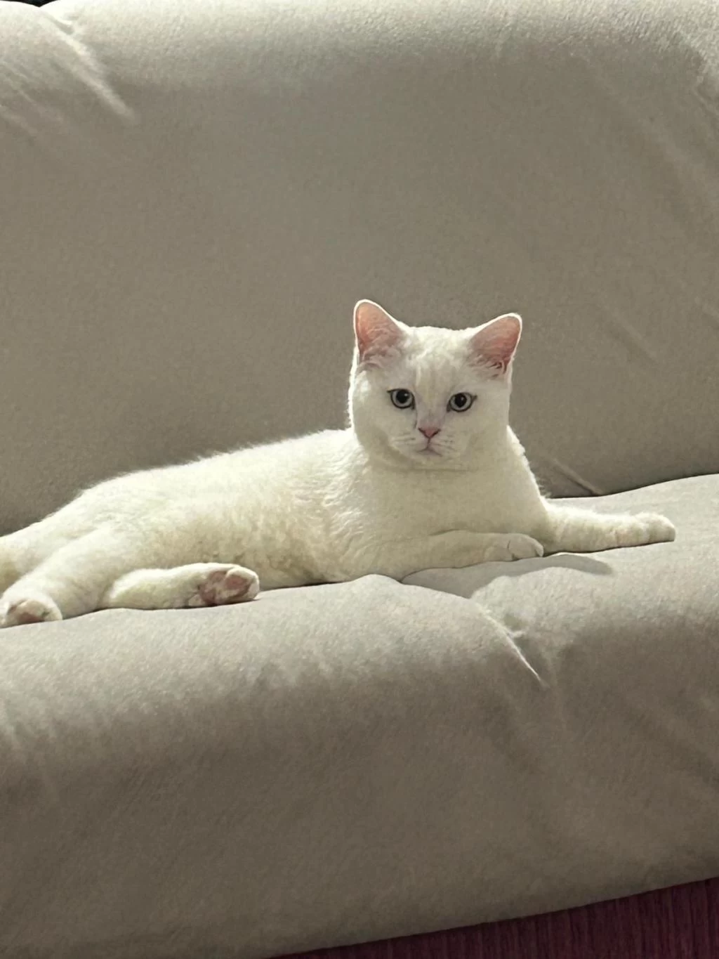 8 Aylık Erkek British Shorthair