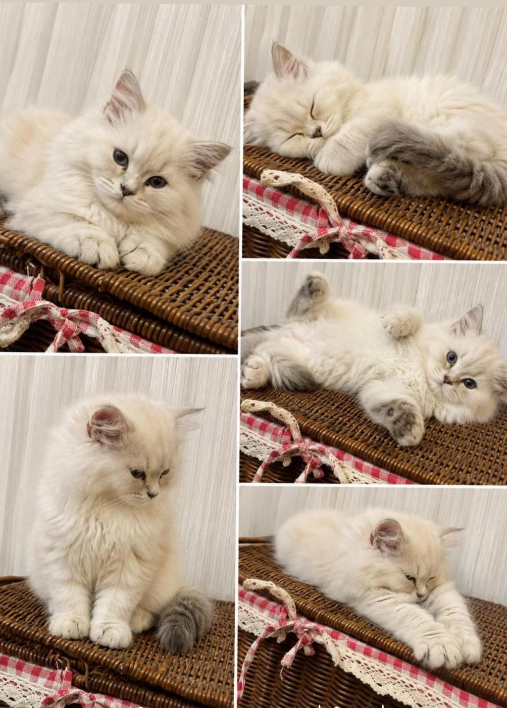Erkek British Longhair