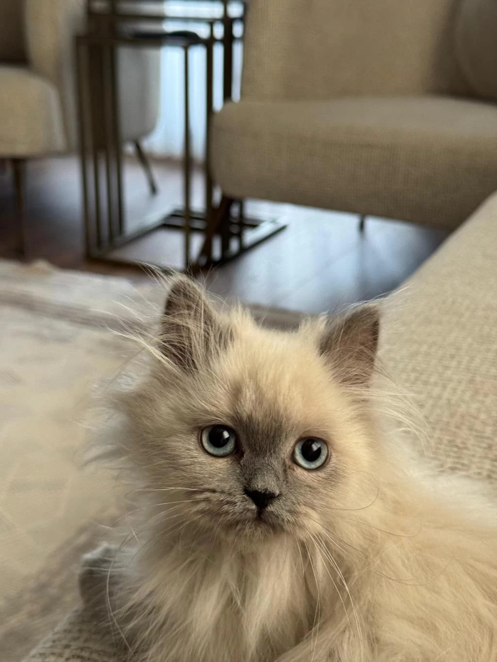 British Longhair Sevimli Kedimiz