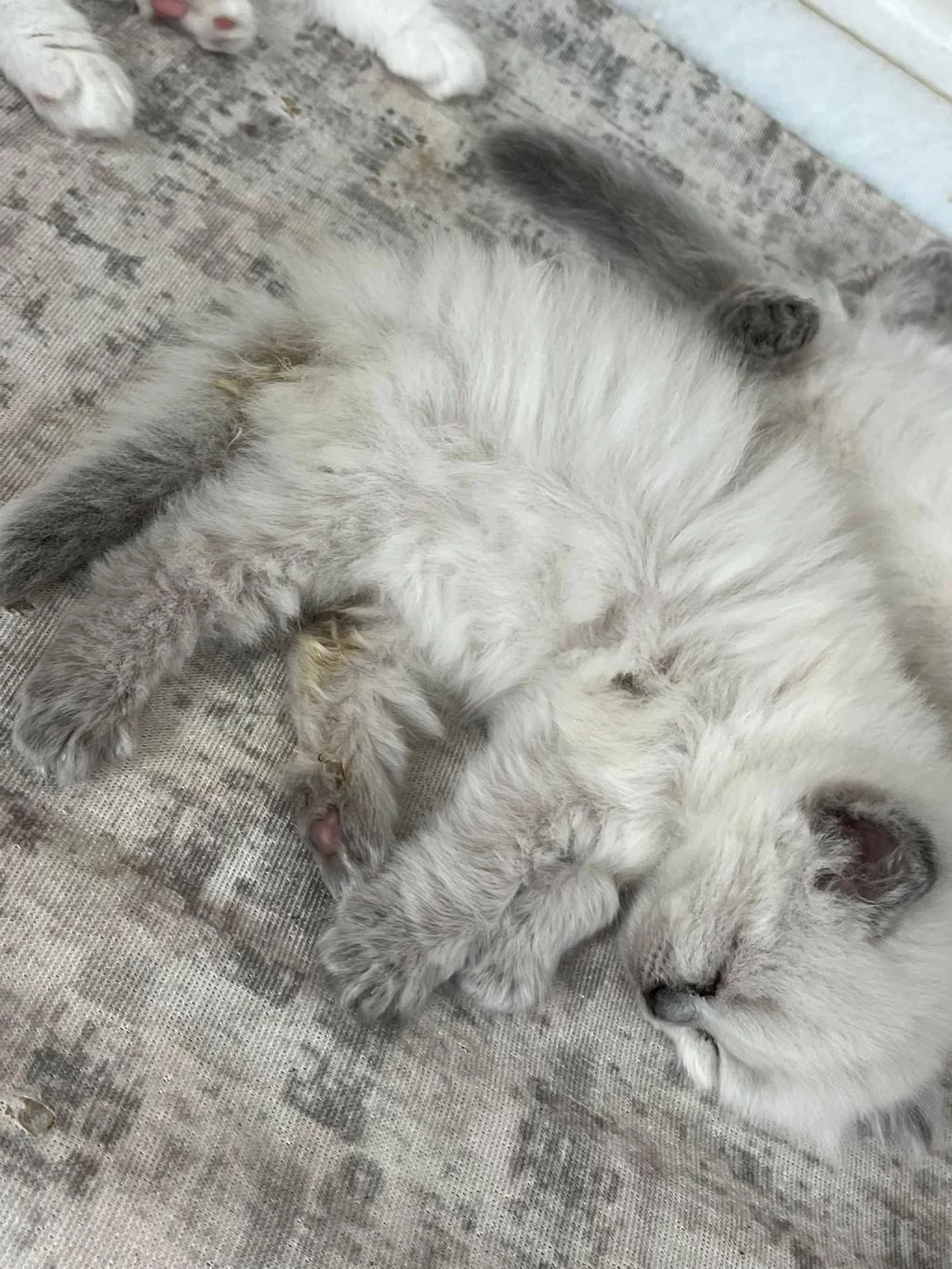 British Longhair Yavrular