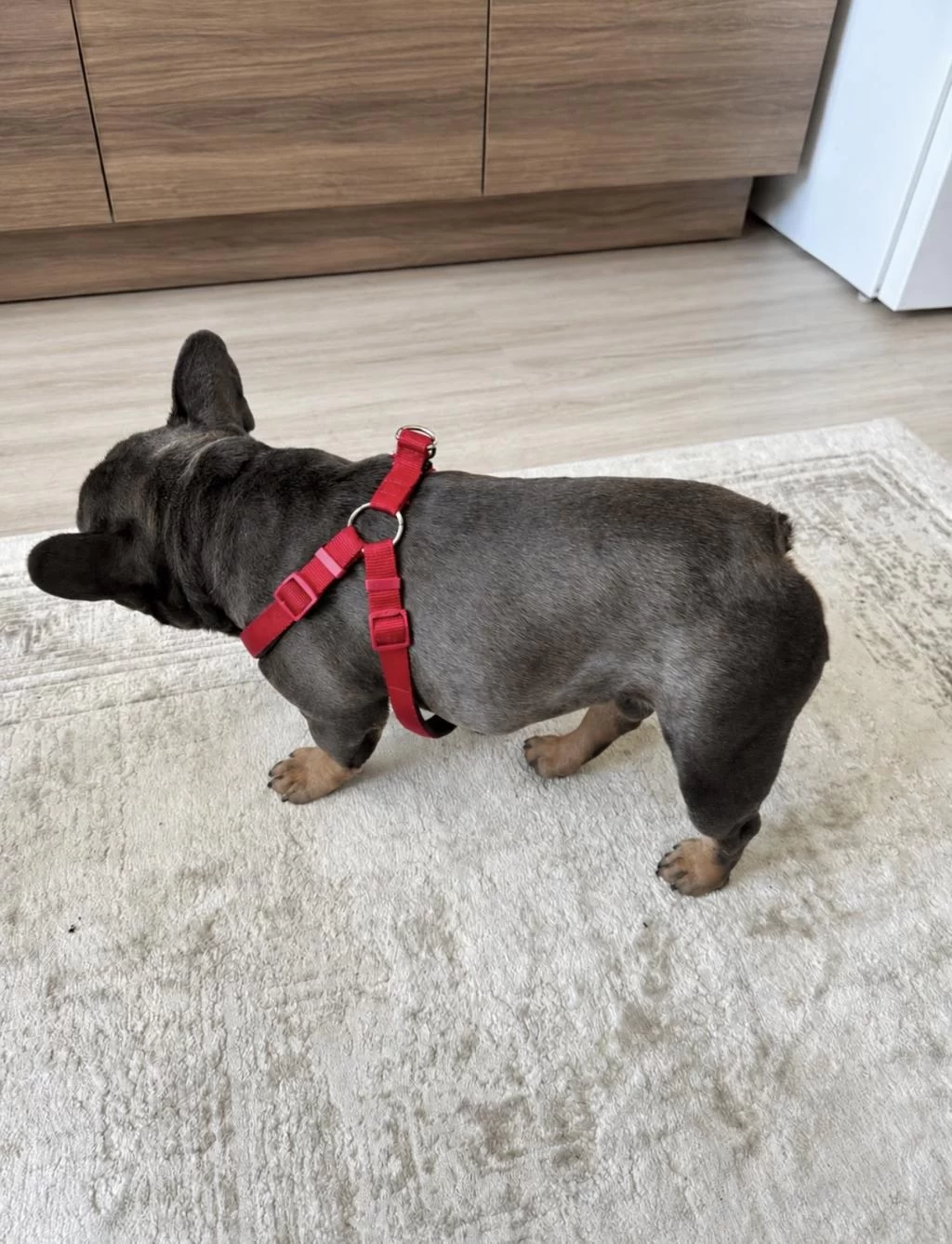 2 Yaşinda French Bulldog Bluetan Egzotik Compact