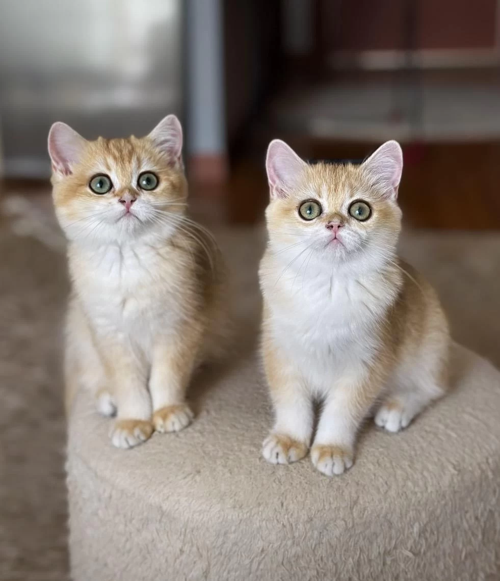 Safkan British Shorthair Golden Dişi Erkek