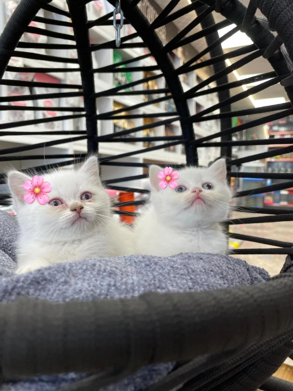 Dişi Beyaz British Shorthair