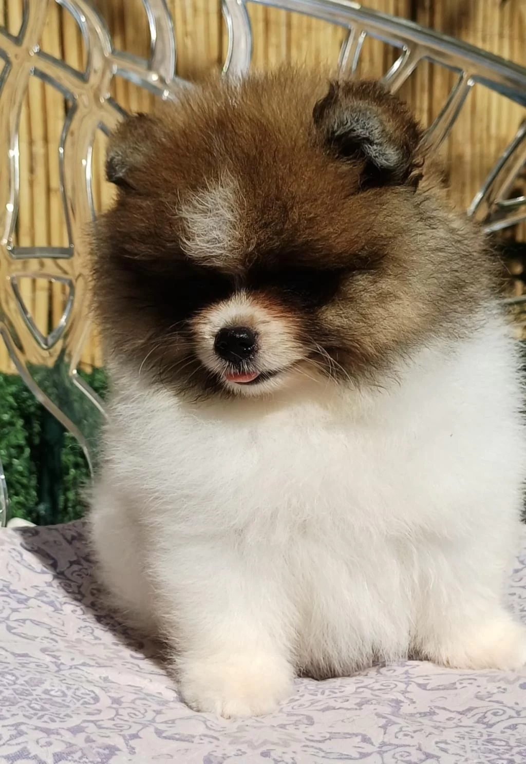 Mini Teddy Face Pomeranian Dişi Yavrularımız