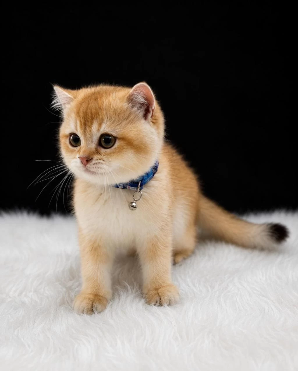 Sevgi Dolu Oyuncu Golden British Shorthair Yavrumuz