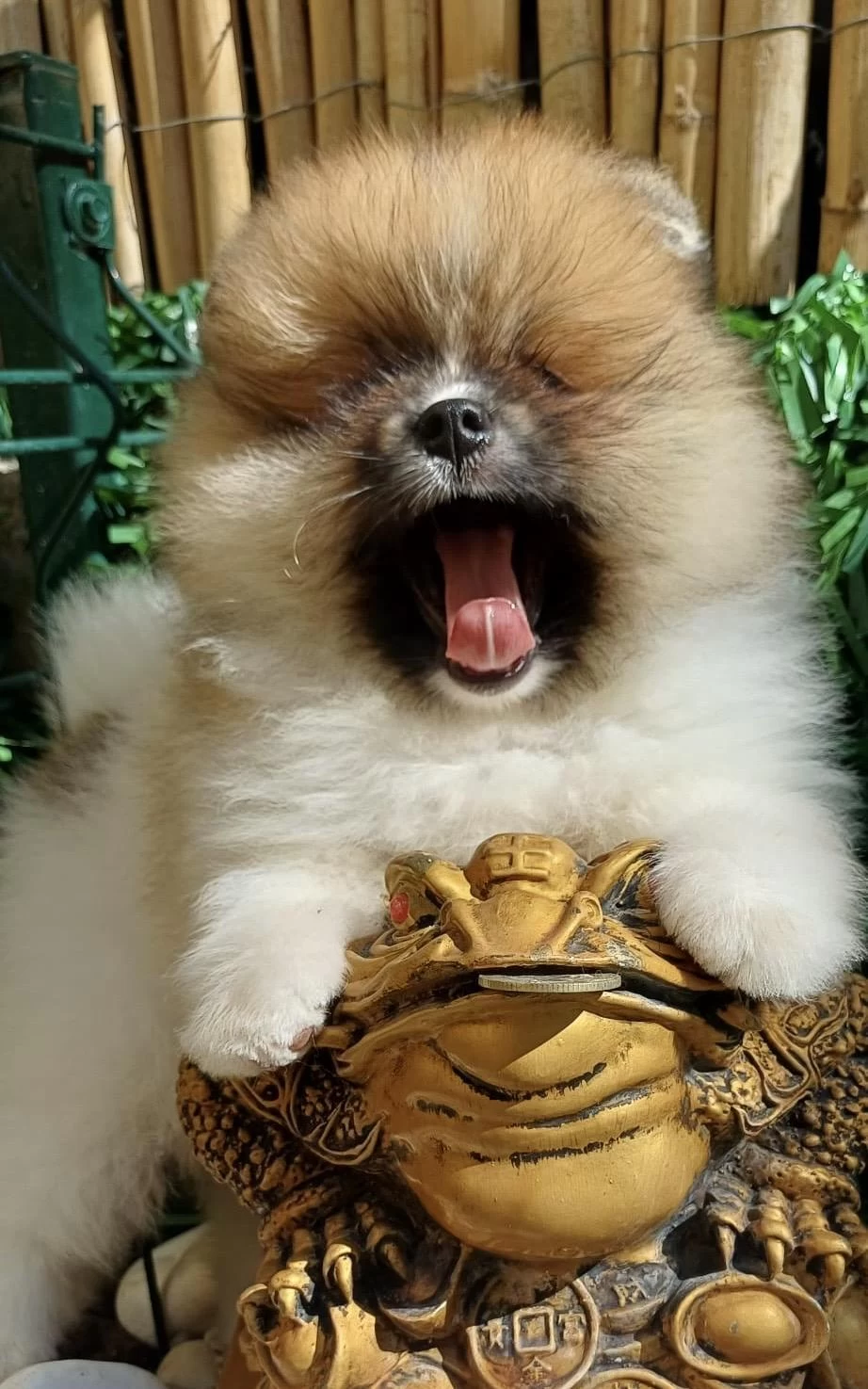 Mini Teddy Face Pomeranian Dişi Yavrular