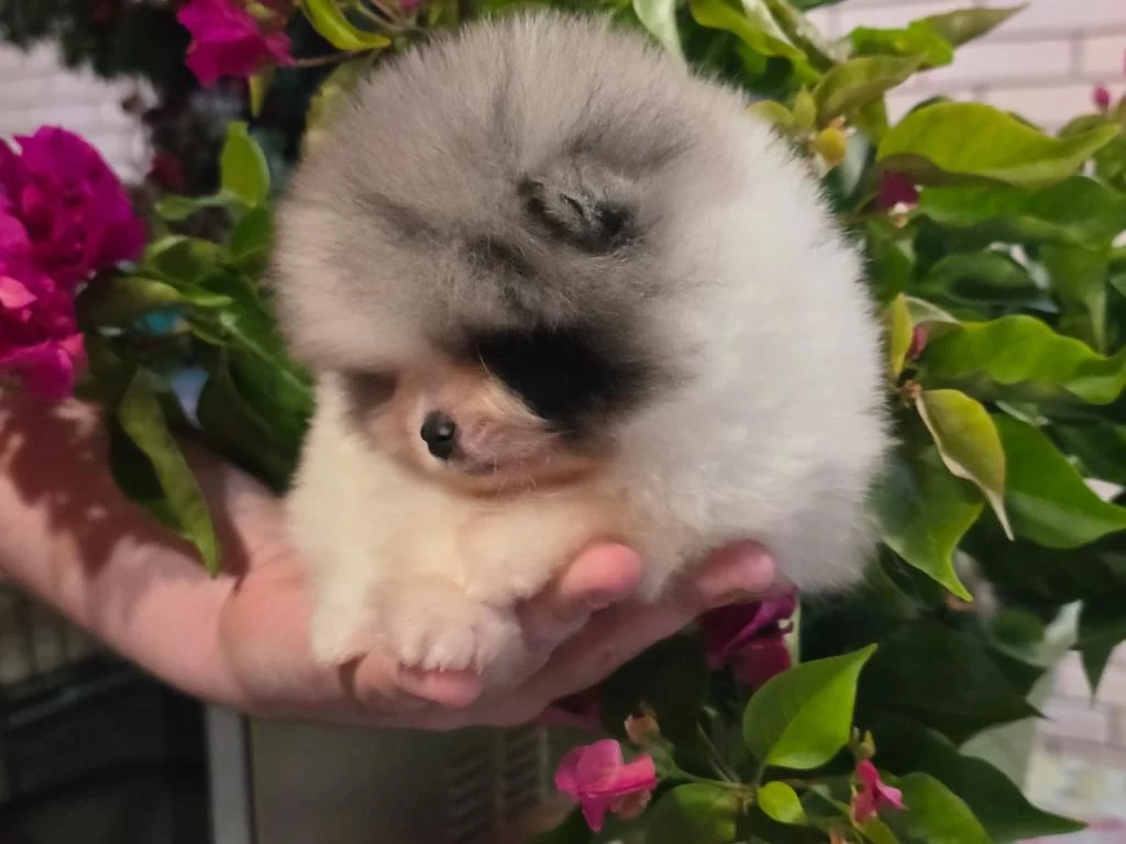 Mavi Merle Beyaz Erkek Pomeranian Yavrusu