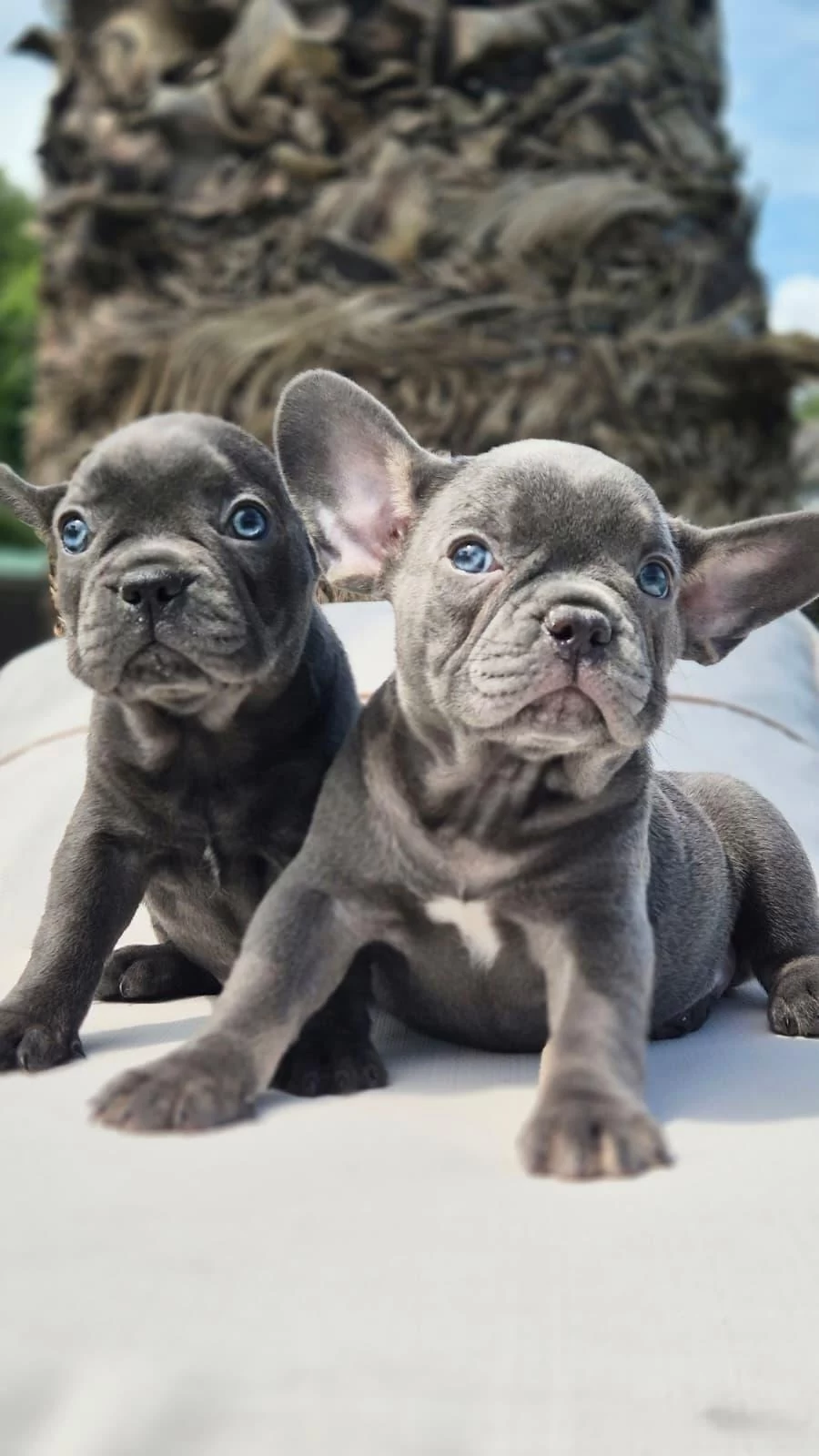 Muhteşem Renklerden French Bulldog Yavrulari İstanbul