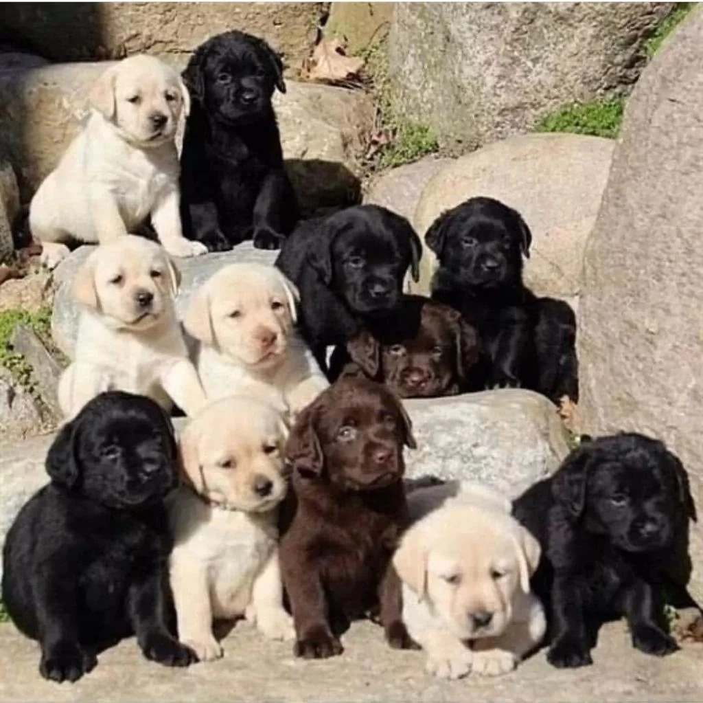 Çikolata Ve Beyaz Renk Labrador Yavruları