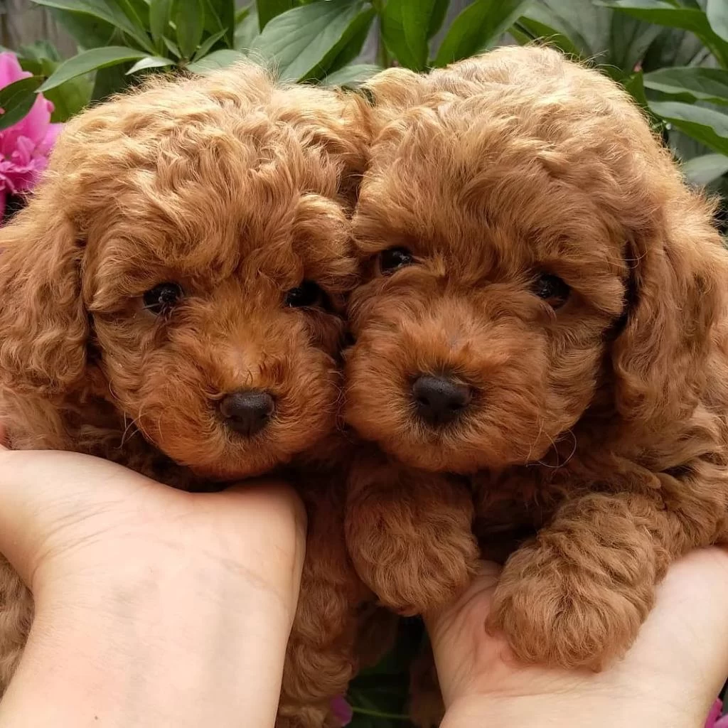 Sevimli Toy Poodle Yavrulari