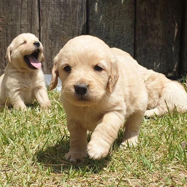 Golden Retriever Yavrulari