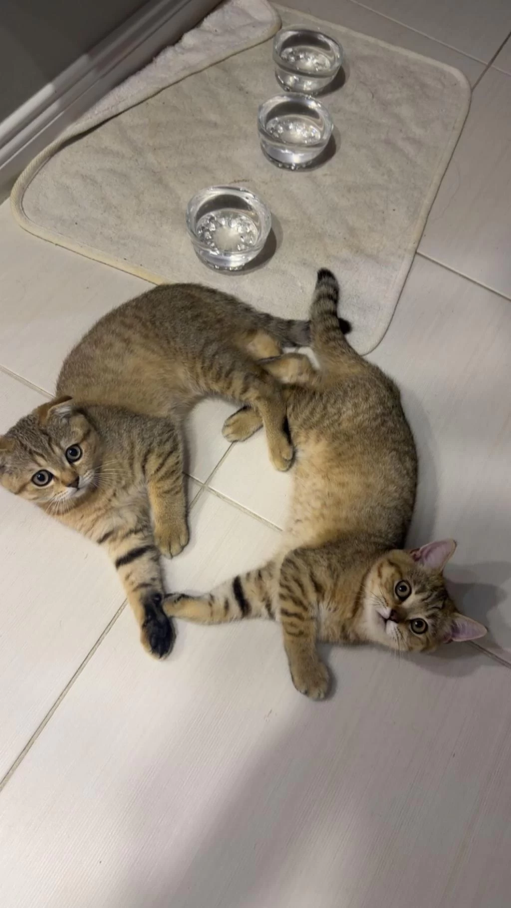 British Shorthair Sağlıklı Yavrular
