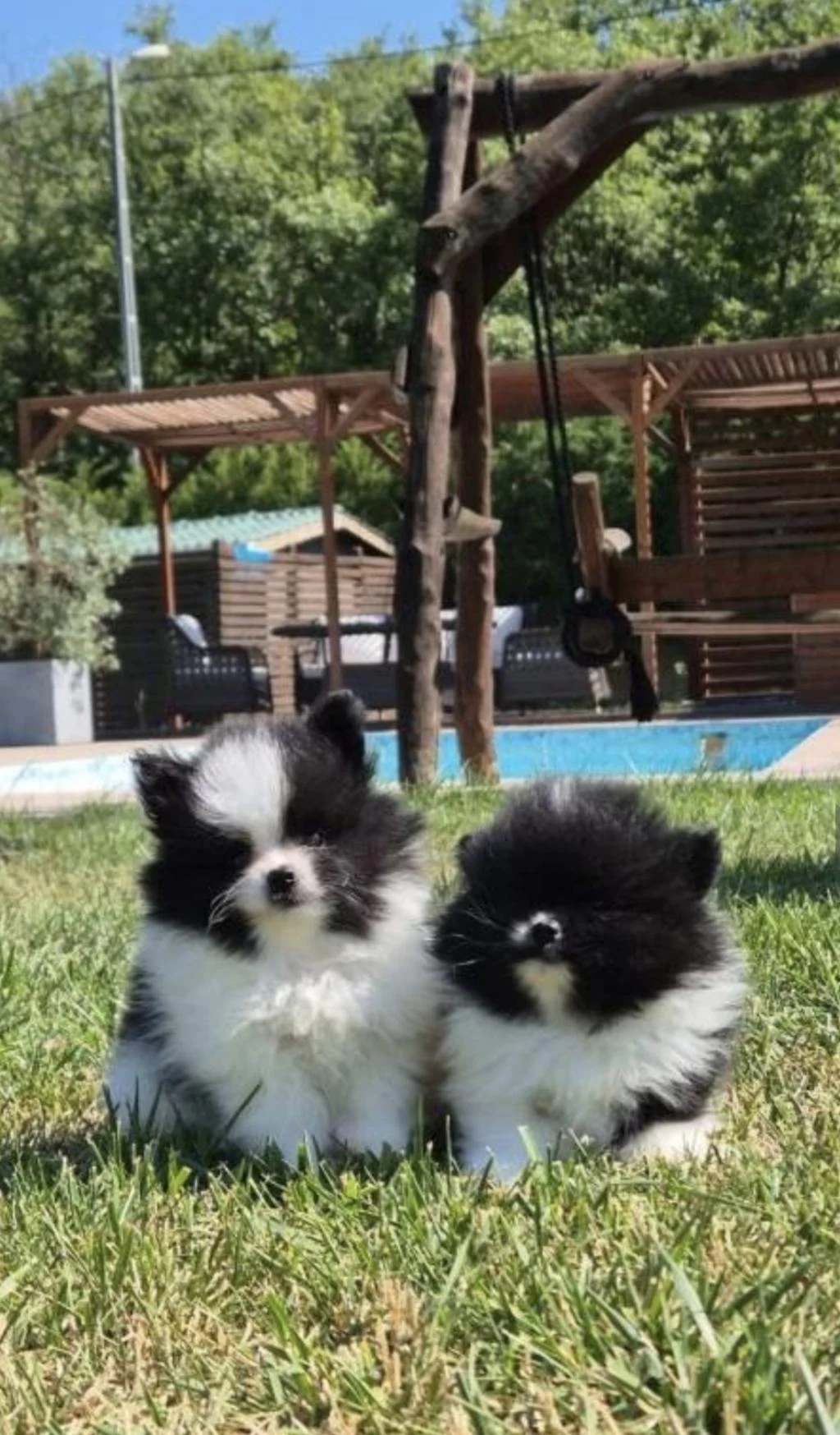 İki Renkli Pomerianan Bebeklerimiz İstanbul