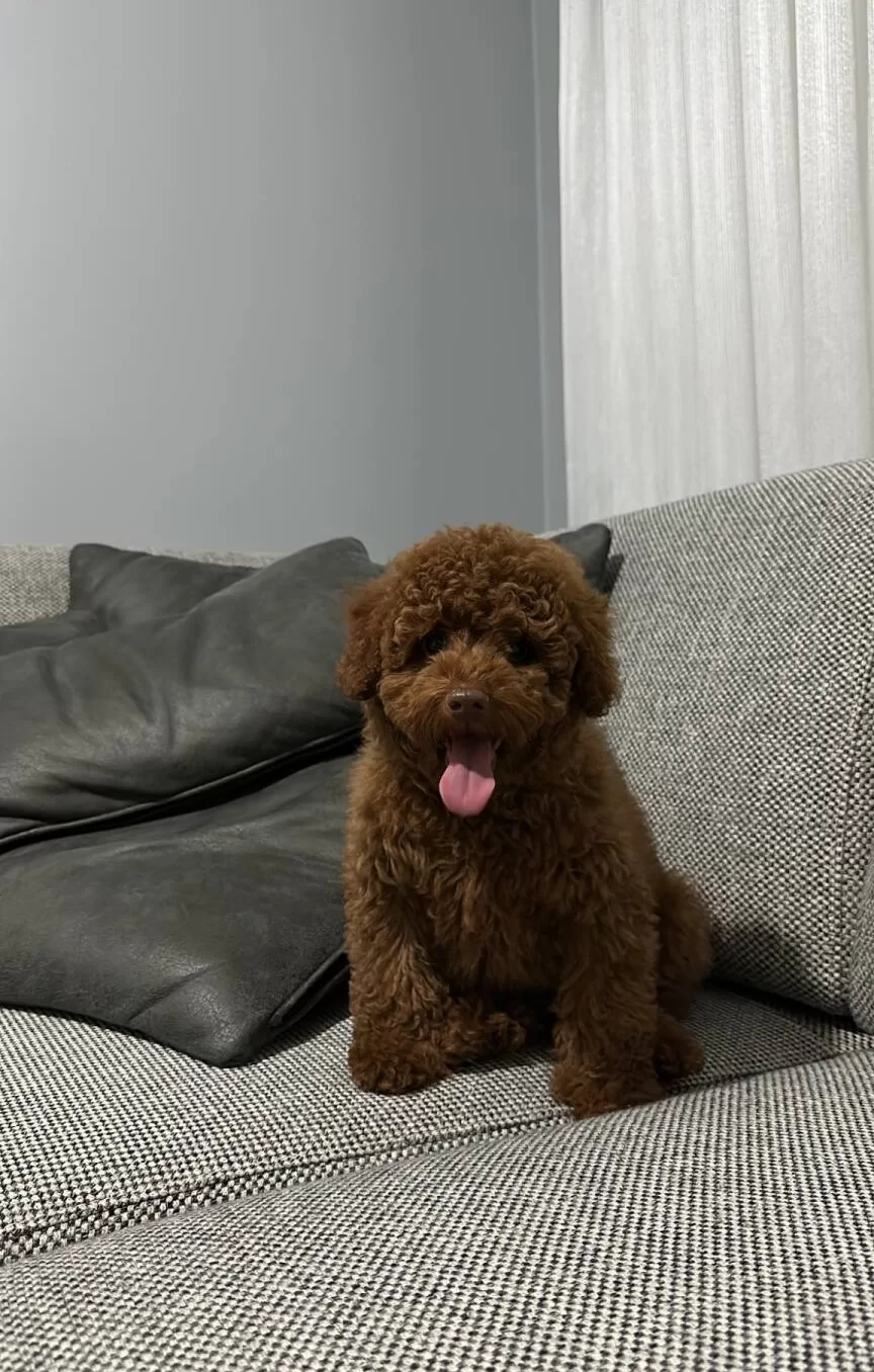 Toy Poodle Yavrularimiz Irk Ve Sağlik Testi̇ Garanti̇li̇