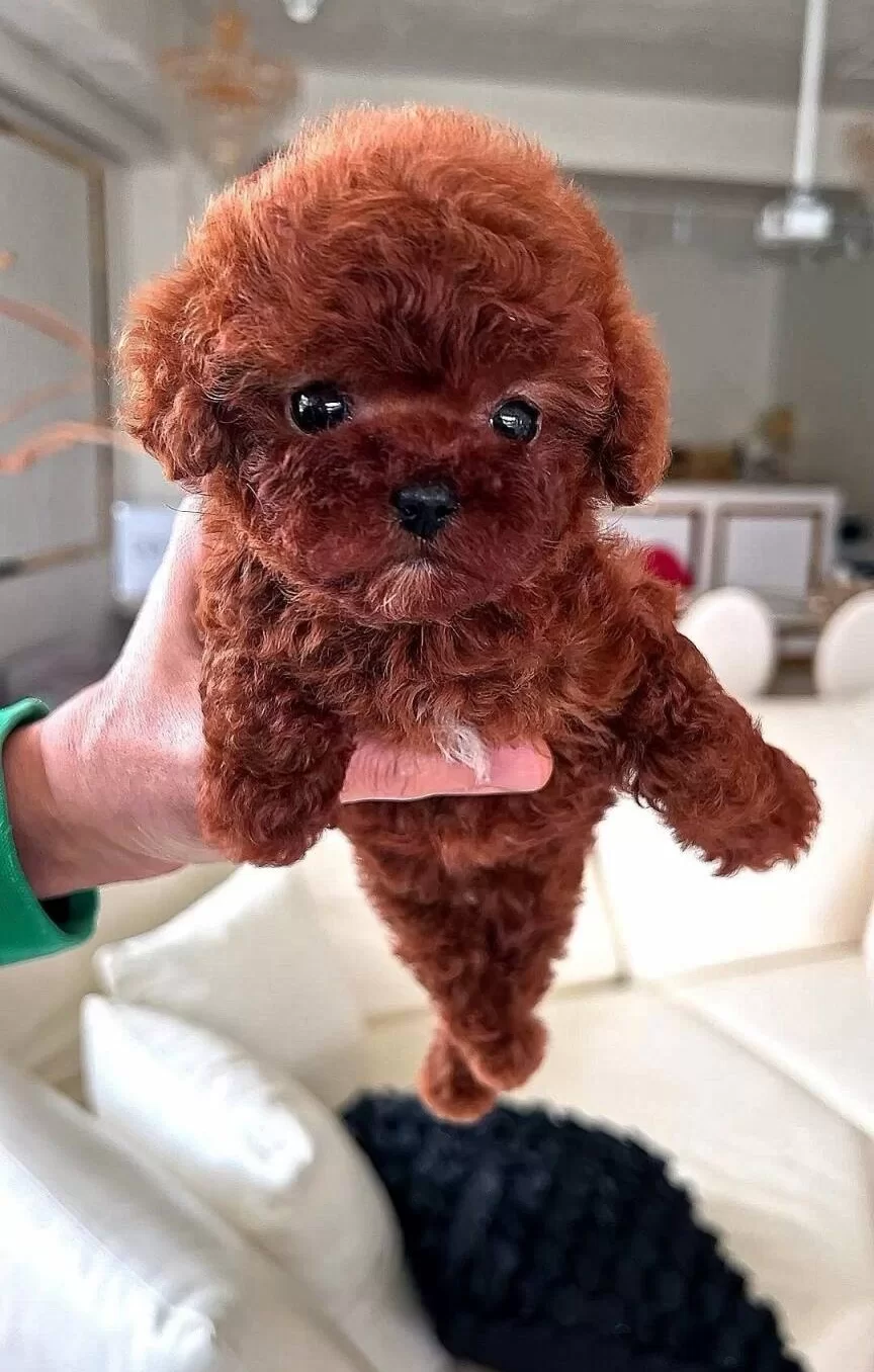 Garantili Mini Kore Bebekyüz Toypoodle Bebekler
