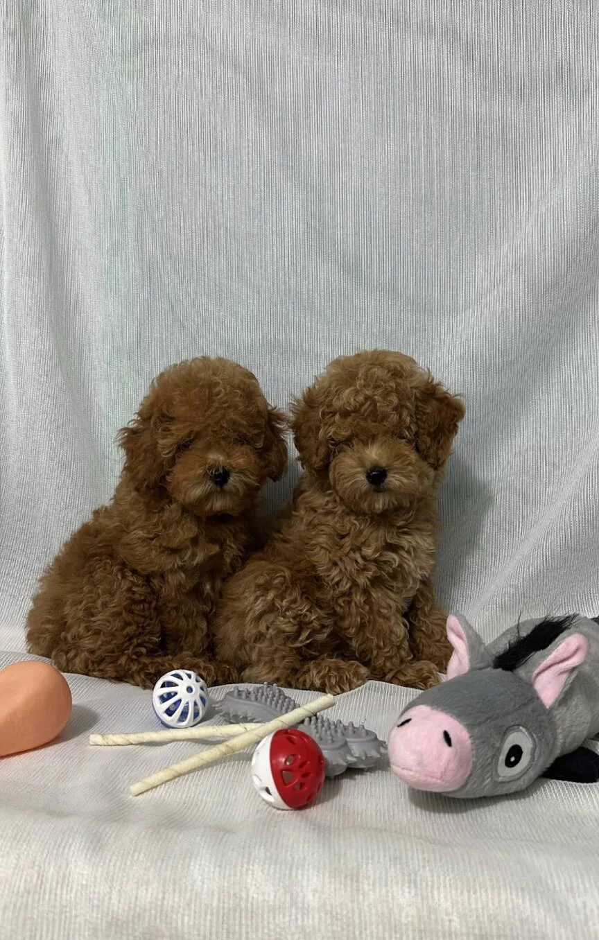 Kore Kan Toy Poodle Yavrular