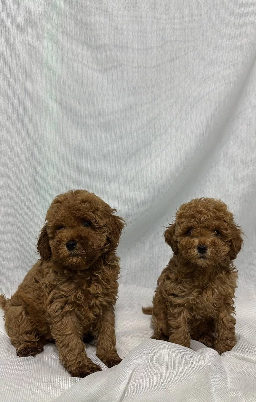 A Kali Te Ev Üreti Mi Toy Poodle Bebekler