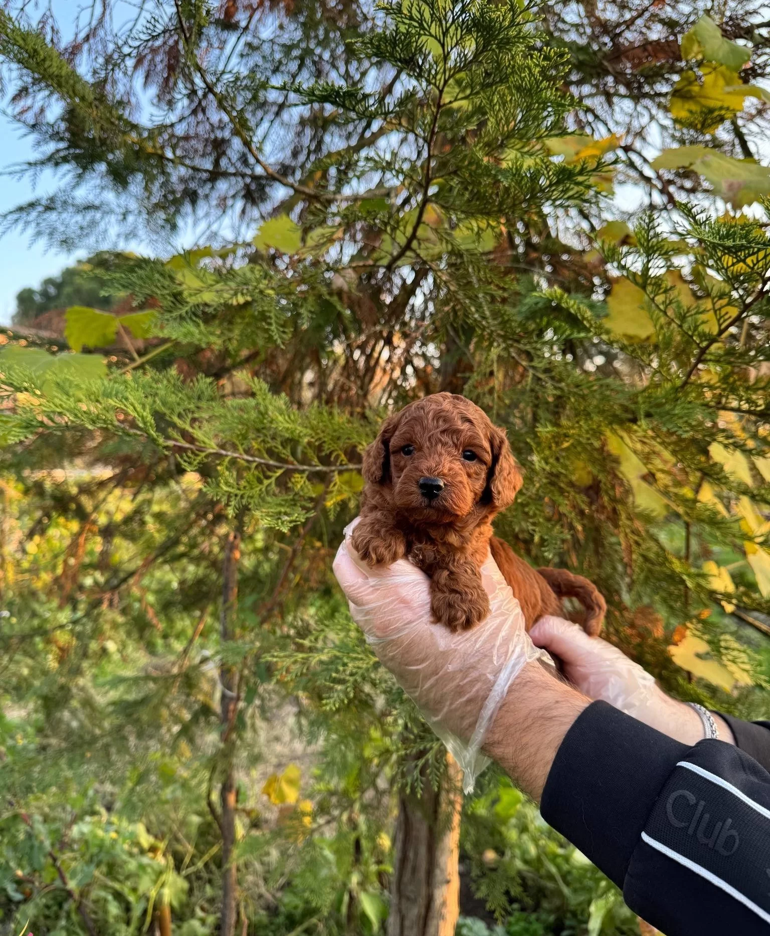 Kore Red Browne Toy Poodle Yavrularımız