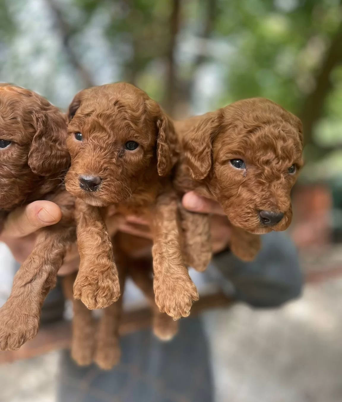 Gerçek Red Toy Poodle Bebekleri Mi Z
