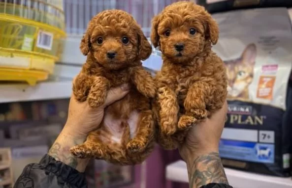 Kendi Köpeklerimizin Yavrusu Uygun Poodle Bebekler