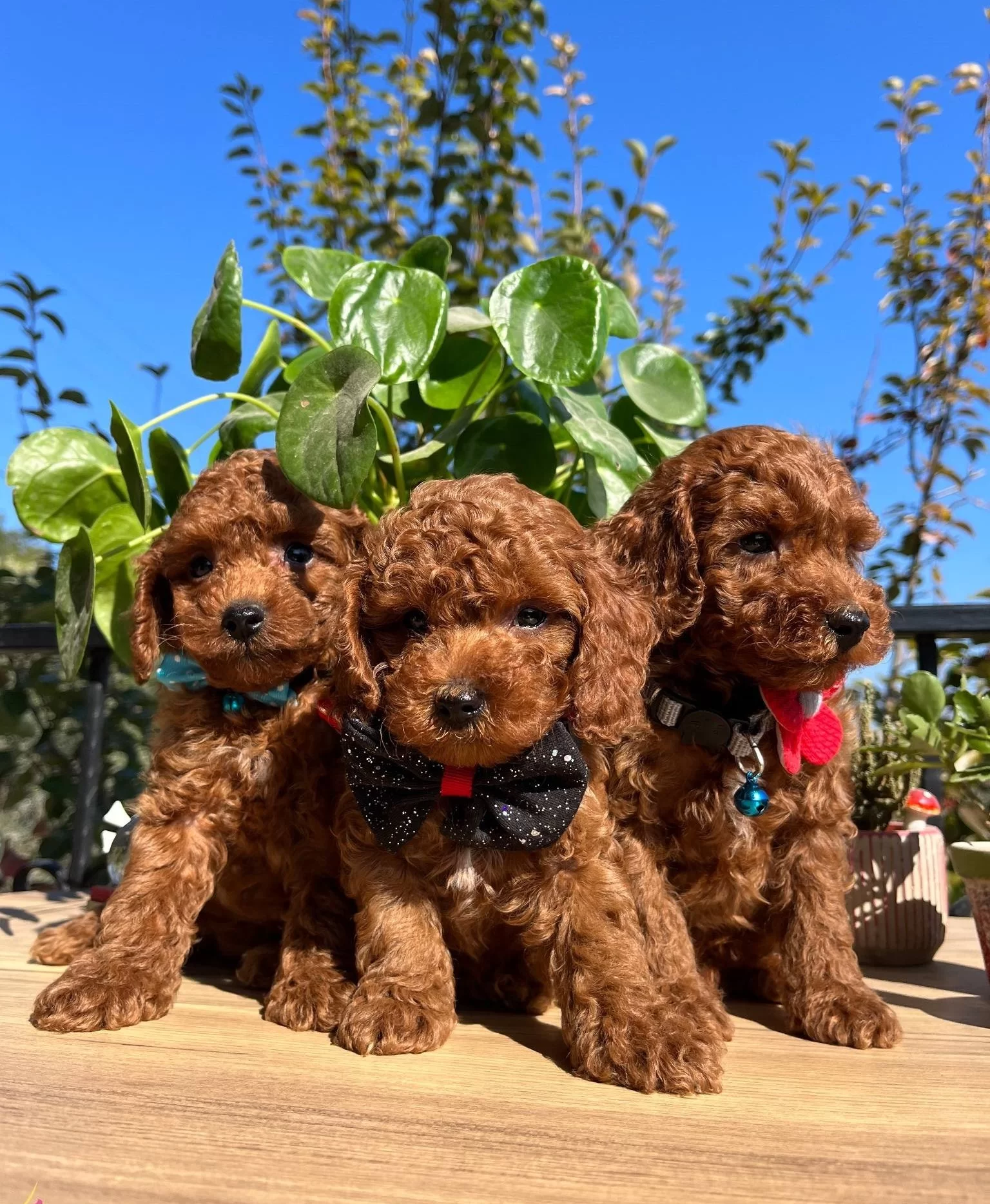 Mini Boy Kore Kan Poodle Bebekler