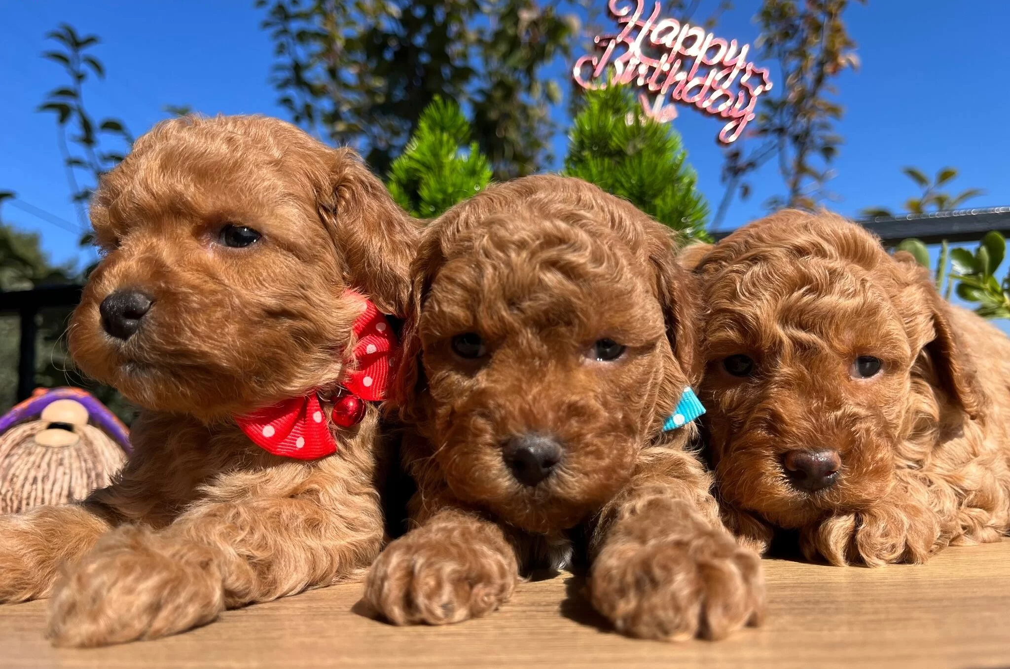 Çiçek Gibi Poodle Bebeklerimiz