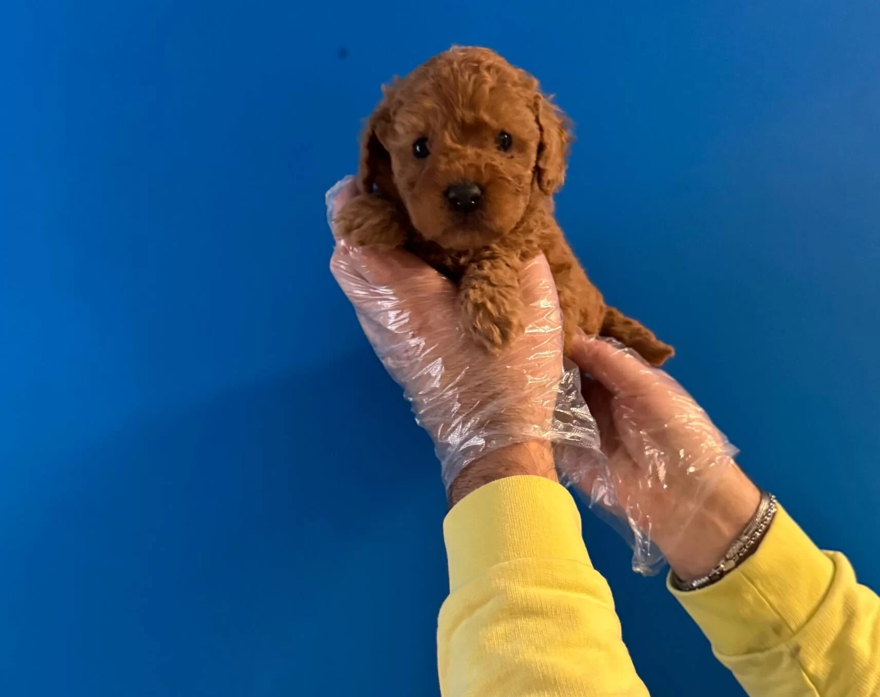 Oyuncak Surat Red Toy Poodle Yavrularimiz