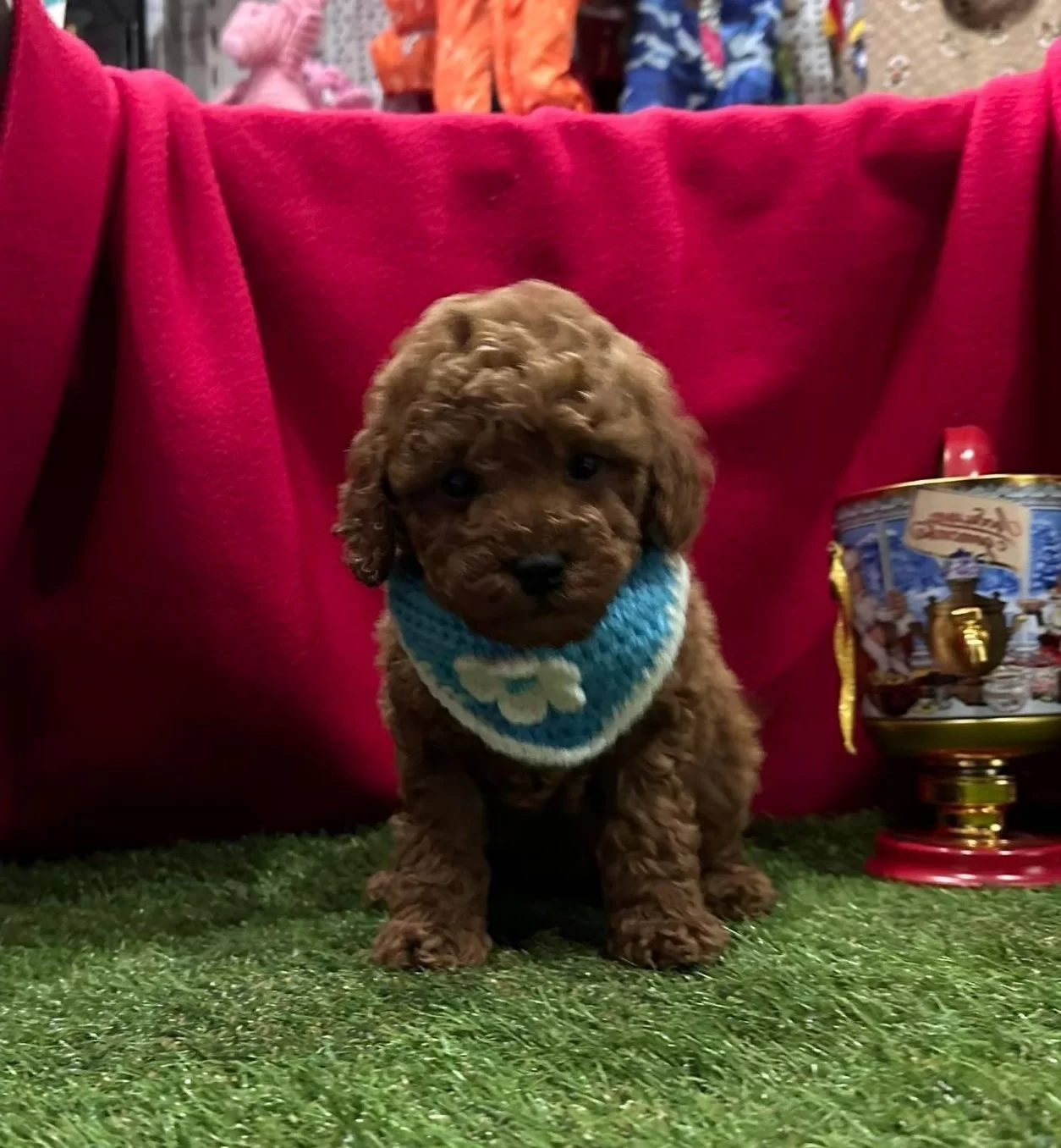 Wc Eğitimli Poodle