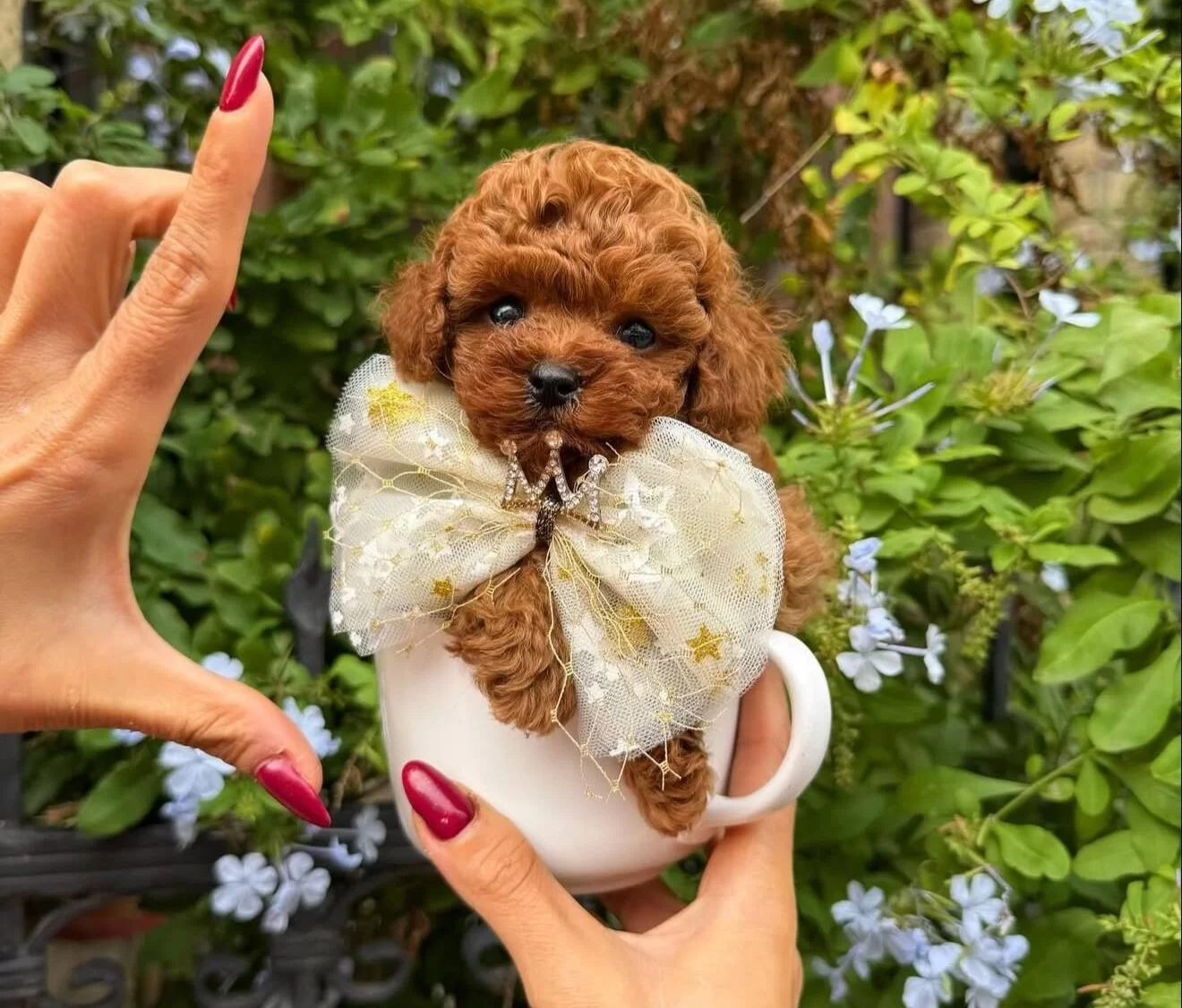 En Küçük Boy Kore Poodle Yavrularımız
