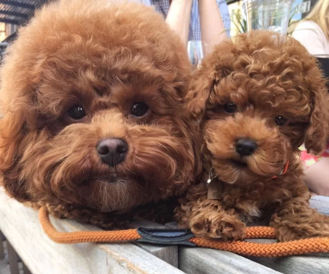 Toy Poodle Safkan Yavrularımız Nadir Renkler