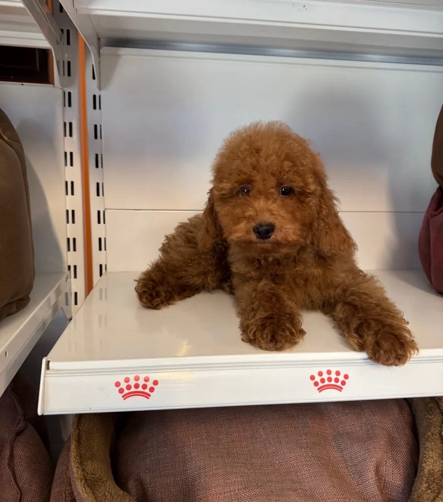 4 Aylik Oyuncak Surat Toy Poodle Bebekler