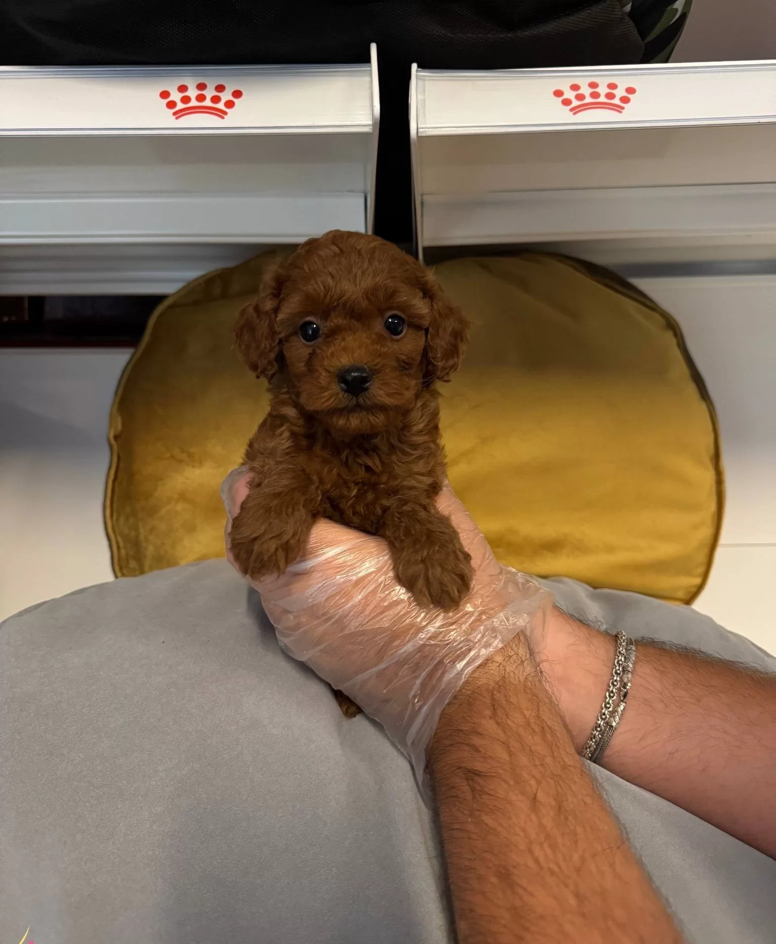 Gerçek Red Browne Toy Poodle Yavrularimiz