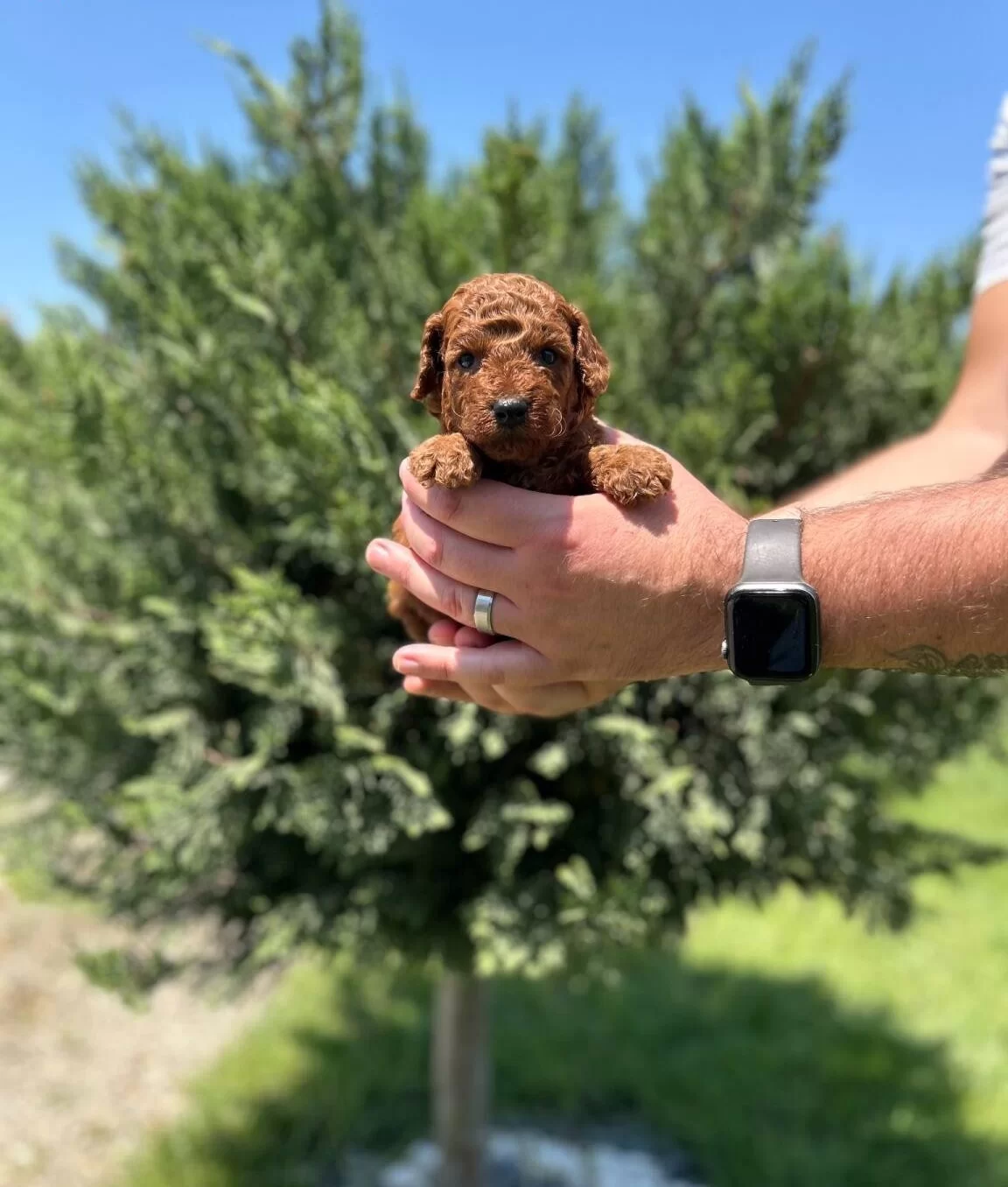 Tea Cup Red Browne Poodle Yavrularimiz