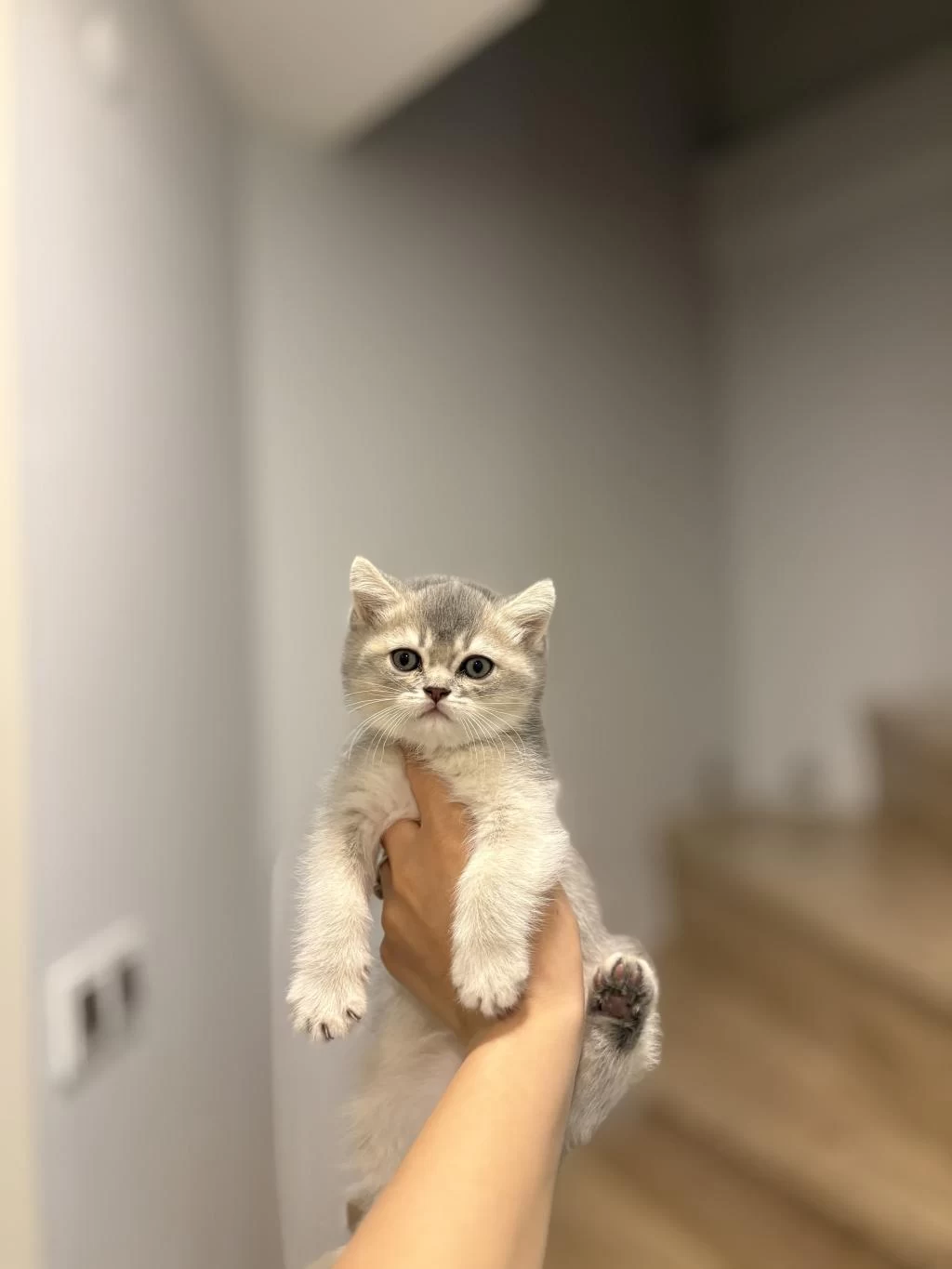 British Shorthair Sevimli Yavrularim